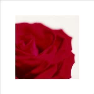  Bruce Teleky BT6560017 Rose, Dark Red On White   Poster by 