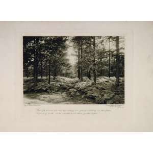  1905 J J Waddington Wrattens Rotogravure Print Woods 