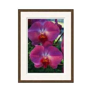  Orchid Homestead Florida Framed Giclee Print