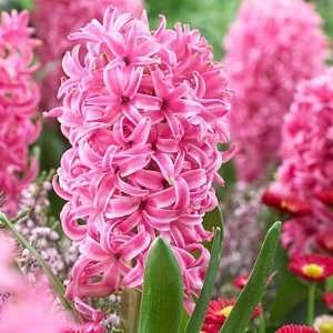  Hyacinth Bulbs Pink Pearl Patio, Lawn & Garden