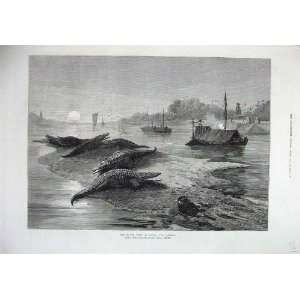  1876 Moonlight Royal Visit India Ganges Alligators Art 