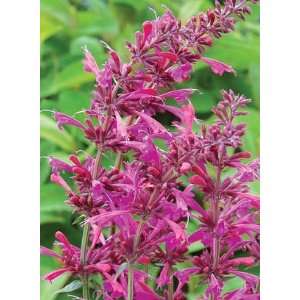 HYSSOP SUMMER LOVE / 1 gallon Potted Patio, Lawn 