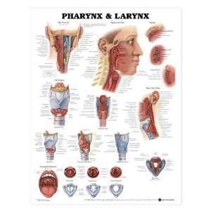 Larynx Pharynx Anatomical Chart  Industrial & Scientific