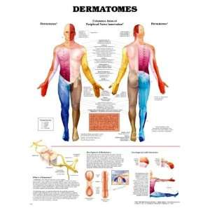 Dermatomes Anatomical Chart Laminated:  Industrial 