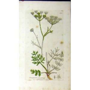   Saxifraga Plant 1797 Sowerby Botanical Print