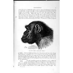  1893 94 HEAD CHIMPANZEE MAFUKA ANIMAL NATURAL HISTORY 
