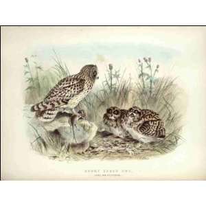  Reprint Short eared Owl 1881