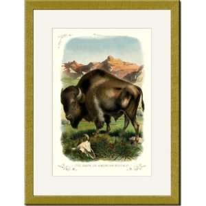   /Matted Print 17x23, The Bison, or American Buffalo