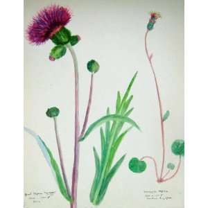    Townsend Wild Flowers 1929 Saw Wort Homogyne Alpina