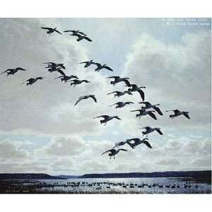  Peter Scott   Canada Geese Coming To The Marsh Artists 