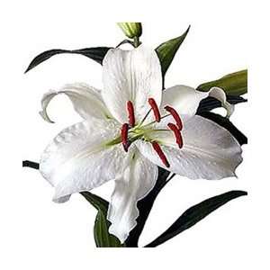  White   Oriental Lily   60 Stems Arts, Crafts & Sewing