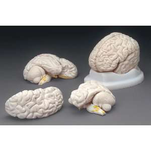  Human Brain Model Toys & Games