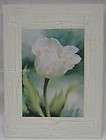 20 x 15cm Wood French Provincial Wall Plaque Decoration White Tulip 
