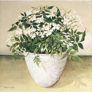  White Jasmine by Joyce Galley 10x10