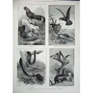   1884 History Museum Kensington Stoats Bird Snake Fowl
