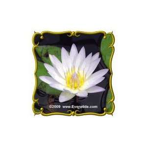  American Lotus (Nelumbo lutea) Jumbo Wildflower Seed 