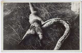 BOA Constrictor Giant SNAKE Brazil 1930s Photo postcard  