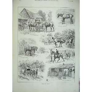  Hunters Horses Horse Hunter Stables Sketches Print 1892 