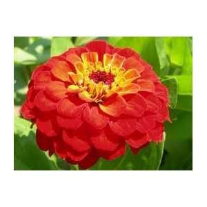   Amber Delight Zinnia Flower Seed Pack CLEARANCE Patio, Lawn & Garden