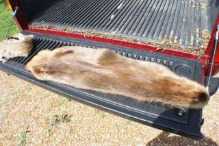 Beaver huge cased perfect pelt tanned trapper fur hide  
