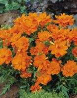 Cosmos Cosmic Orange Flower Seeds *Compact Variety*  
