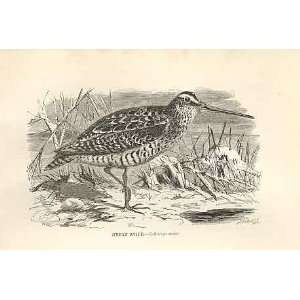    Great Snipe 1862 WoodS Natural History Birds: Home & Kitchen