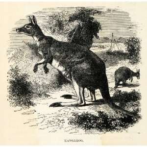  Wood Engraving Kangaroo Wildlife Animal Marsupial Australia Mammal 