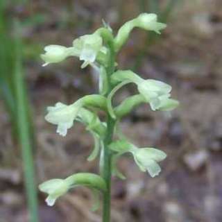 Green Wood OrchidNative200 Seeds  