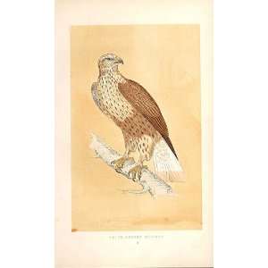  Rough Legged Buzzard British Birds 1St Ed Morris 1851 
