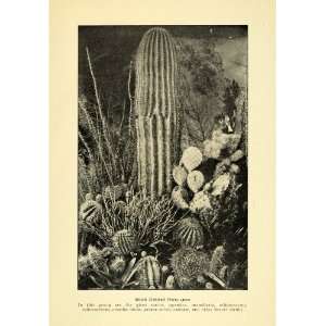  1908 Print Desert Dwellers Giant Cactus Catclaw Shrubbery 