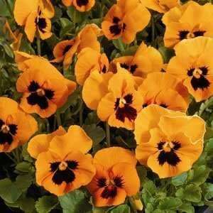  Pansy  Viola Swiss Giant  Flame  25 Seeds Patio, Lawn 