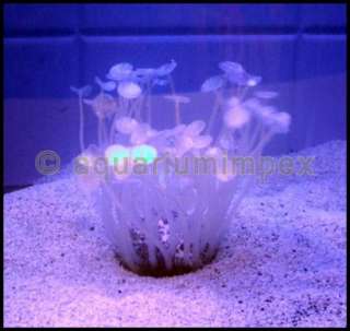 Aquarium Deko mit Leuchteffekt Neon Koralle weiss  
