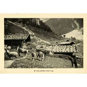   Herd Alps Field Cow Pasture   Original Halftone Print