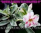   DESERT ROSE  DOUBLE KING VARIEGATED 2  1 GRAFTED PLANT NEW RARE