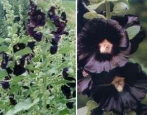 most common hollyhock varieties fully hardy from zones 3 9