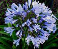 Lily of the Nile (Agapanthus africanus)   50+ SEEDS  