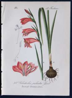 Antique Botanical Print 1880   Marsh Gladiolus / Sword Lily 