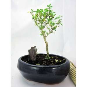 9GreenBox SERRISA Snow Rose Indoor BONSAI Tree with Ceramic Pot