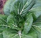 Cabbage Seed, Pak Choi Chinese Heirloom, Non Heading,150 seeds, Open 