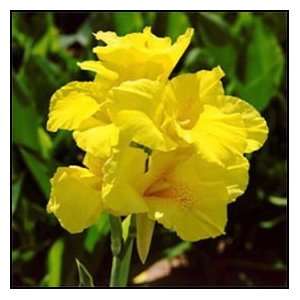  Richard Wallace Dwarf Canna Lily 3/5 Eye Flower Bulb 