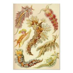  Ernst Haeckel   Nudibranchia Posters