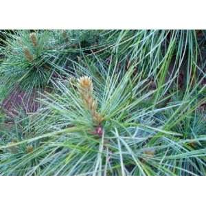  Dwarf Korean Pine 1   Year Graft Patio, Lawn & Garden