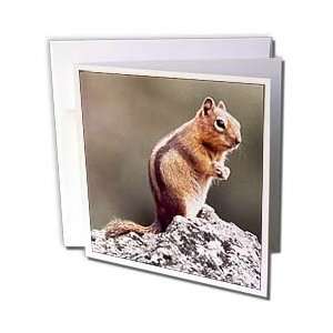  Sandy Mertens Animals   Ground Squirrel   Greeting Cards 6 