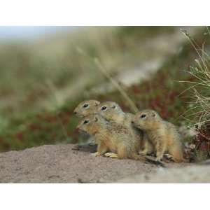  A Group of Juvenile Arctic Ground Squirrels Photographic 