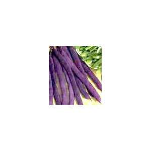  Bush Beans   Royalty Purple Pod Organic Heirloom Patio 