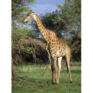 Giraffe, Mkuzi Game Reserve, Natal, South Africa, Africa Photographic 