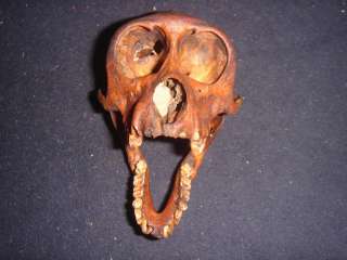 Philippines Macaque Macaca Monkey Skull TAXIDERMY A11  