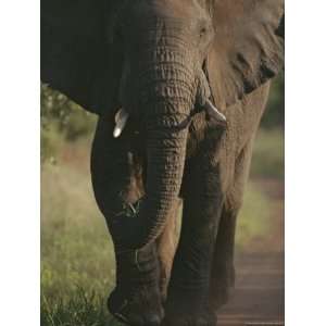  Elephant, Loxodonta Africana, Walking National Geographic Collection 